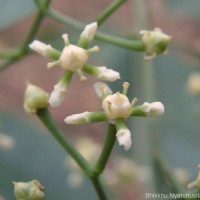 Glyptopetalum zeylanicum Thwaites